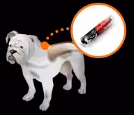 RFID ペット追跡チップ、注射可能なペット マイクロチップ、ペット マイクロチップ